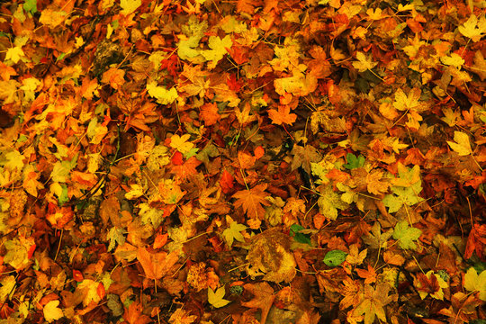 Autumn texture