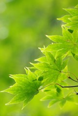 新緑の葉