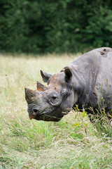 Black rhinoceros diceros bicornis michaeli in captivity
