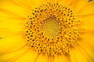 Sunflower closeup