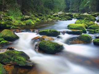 Boulders in foamy mountain river covered by fresh green moss