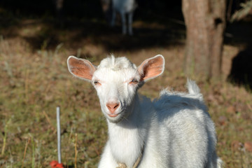 Obraz premium Goat on a summer pasture