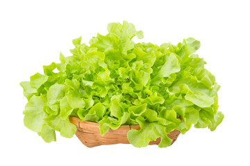 Green oak leaf lettuce in wooden vegetable basket isolated on wh