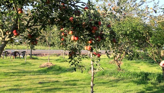 Mann pfl&uuml;ckt &Auml;pfel im Garten