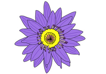 The Vector of Purple Lotus
