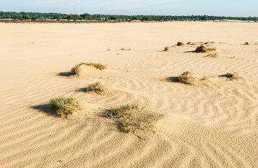 Small sand drifts in a nature reserve