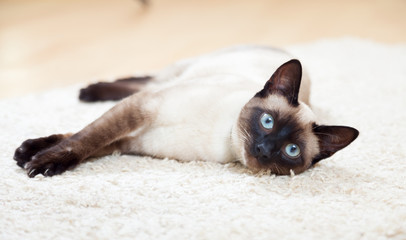 Siamese cat