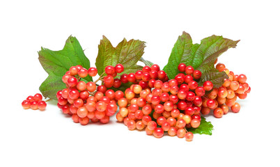 viburnum berries isolated on white background