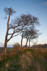 Fototapeta premium Ancient chalk white horse in landscape at Cherhill Wiltshire Eng