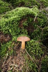 Mushroom in forest
