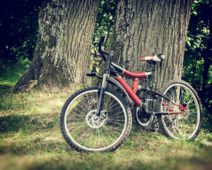 Fototapeta na wymiar bicycle in forest