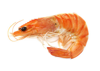 Boiled shrimp isolated on white background;