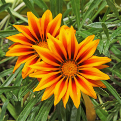 gazania