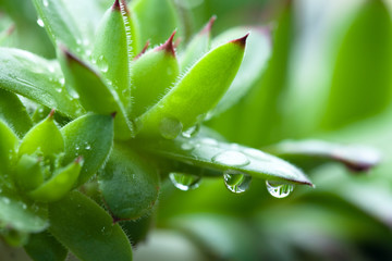 Fototapeta na wymiar sempervivum, succulent, houseleek, in drops