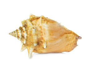 sea shell isolated on white background