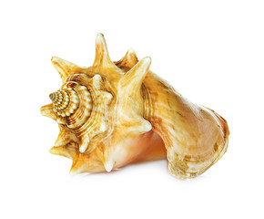 sea shell isolated on white background