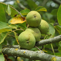 noix