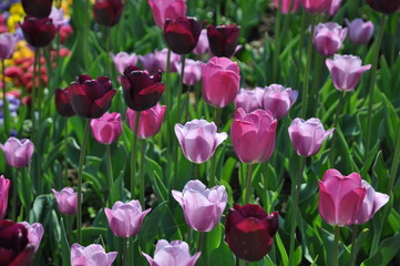 Tulpenbeet