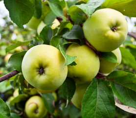 apples on a tree in orchard