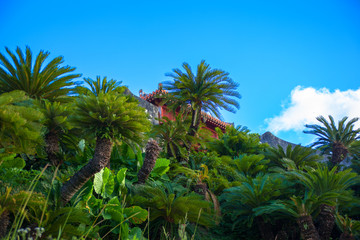 Fototapeta na wymiar Green trees of Shuri Castle and blue sky