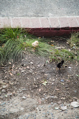 Chicks Scratching in Dirt by Curb