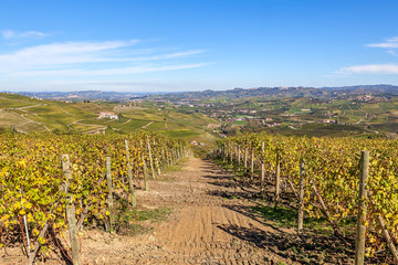 Fototapeta na wymiar Autumnal vineyards of Piedmont, Italy,