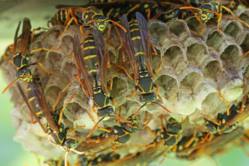 アシナガバチの巣