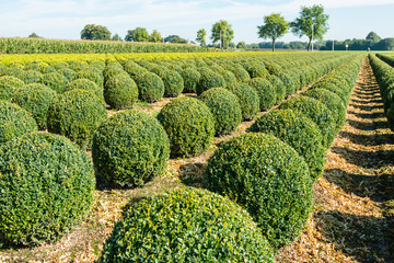 Bulbous boxwood bushes © Ruud Morijn