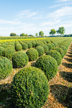 Bulbous boxwood bushes
