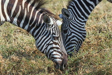 Kenia-Zebra-18915