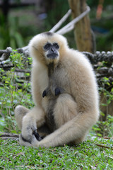 gibbon