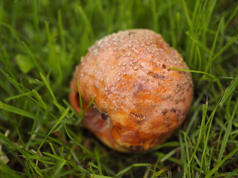 Fauliger Apfel