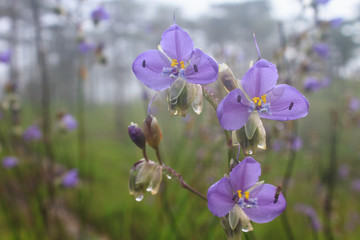 Fototapeta na wymiar Murdannia giganteum, Thai purple flower and Pine forest