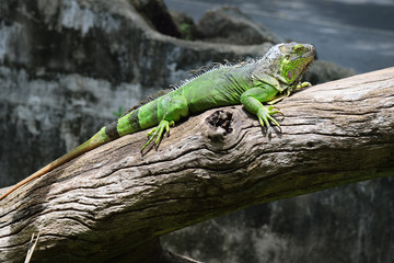 green iguana