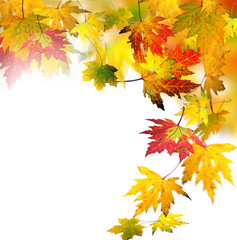 Herbststimmung: Fallende, bunte Blätter :)