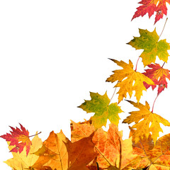 Herbst: Fallende, bunte Blätter :)