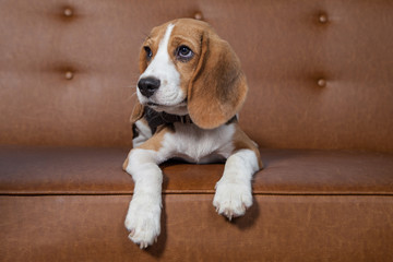 Front view of Beagle, 1 year old, sitting, brown background.