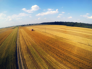 Rye harvest in summer