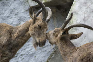 горный козел целуется