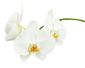 Naklejka na ściany i meble Three day old white orchid isolated on white background.