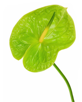 Green anthurium (Flamingo flower; Boy flower) isolated on white
