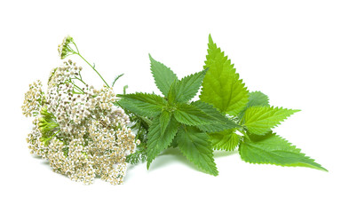 yarrow and nettle on white background © evgenyi