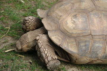 Obraz premium tortue géantes - les seychelles