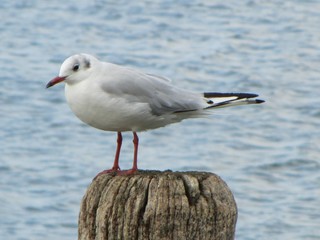 Fototapeta premium Wachposten