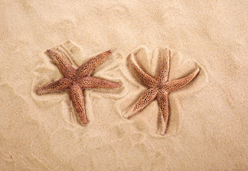 Fototapeta na wymiar close up of sea shells with sand