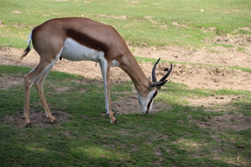 Gazelle