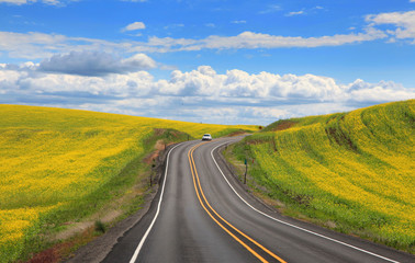 Obraz premium Road through Rapeseed fields