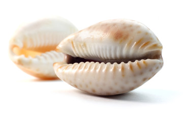 Close up shot of two sea shells