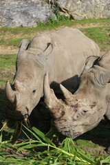 Fototapeta premium Rhinocéros