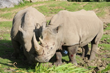 Obraz premium Rhinocéros